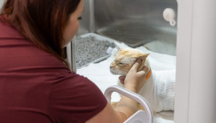 Can FIP Be Mistaken for Liver Disease