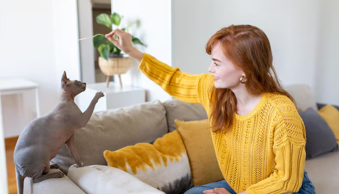 Does FIP Gradually Weaken Cats Over Time