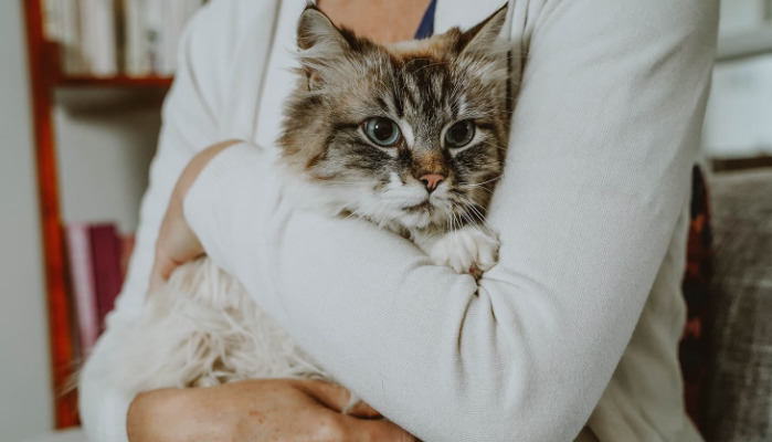 How to Reduce Stress for Cats During FIP Treatment