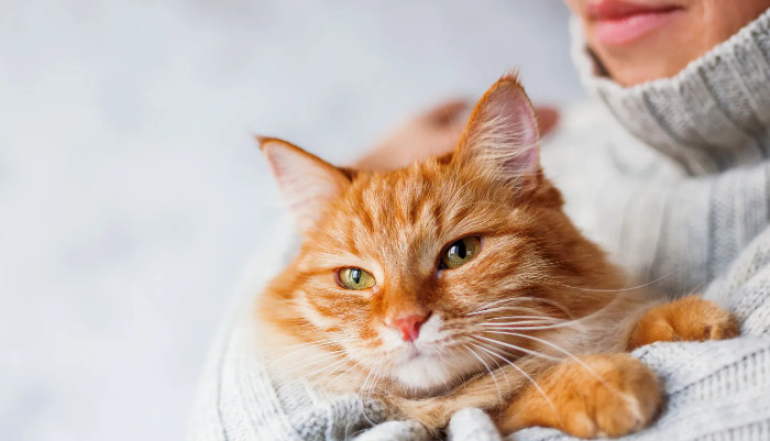 Is Decreased Appetite Normal During FIP Medication Treatment