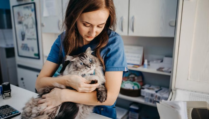 How Long Can A Cat Live With Untreated FIP