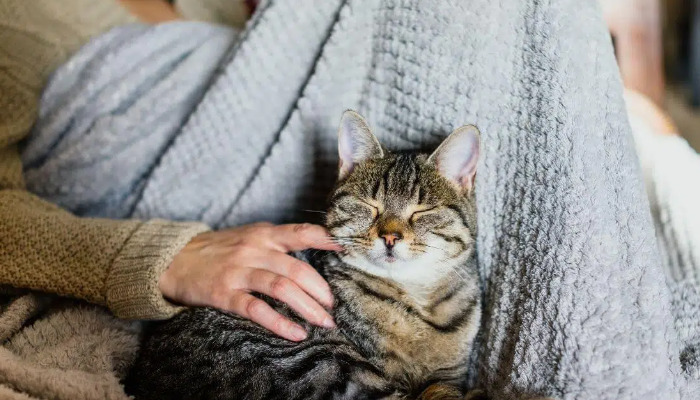 Is FIP Related to Feline Coronavirus Infection