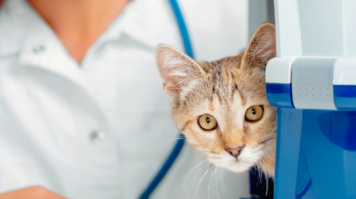 how GS-441524 treats FIP in cats
