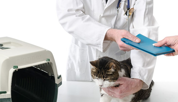 How To Identify Dry FIP In The Early Stages