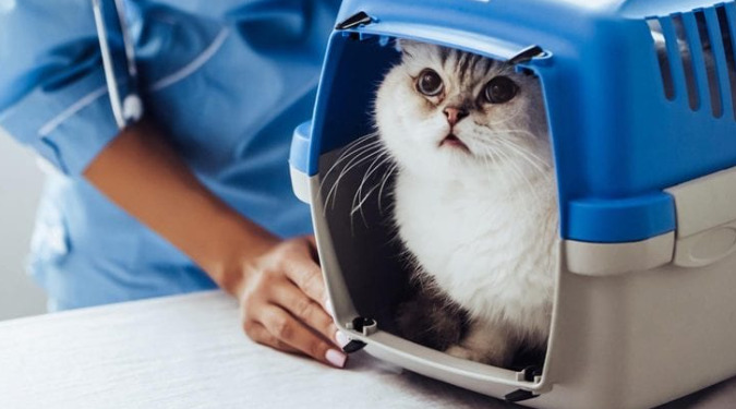 What Does a Low AG Ratio Mean in FIP