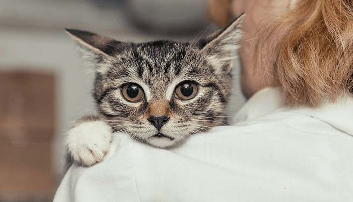 Feeding Tips for Cats Receiving FIP Treatment