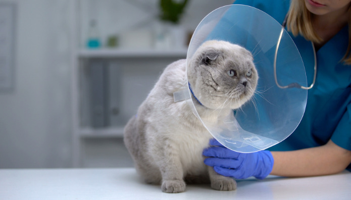 Can Kittens With FIP Be Successfully Treated