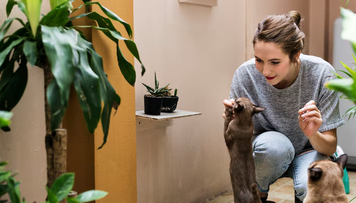 Does a cat with FIP experience pain