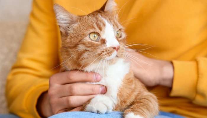 How Veterinarians Confirm A Diagnosis Of FIP