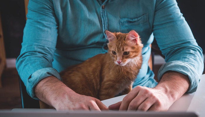 How Is Neurological or Ocular FIP Diagno