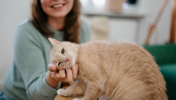 Can FIP Cause Seizures in Cats