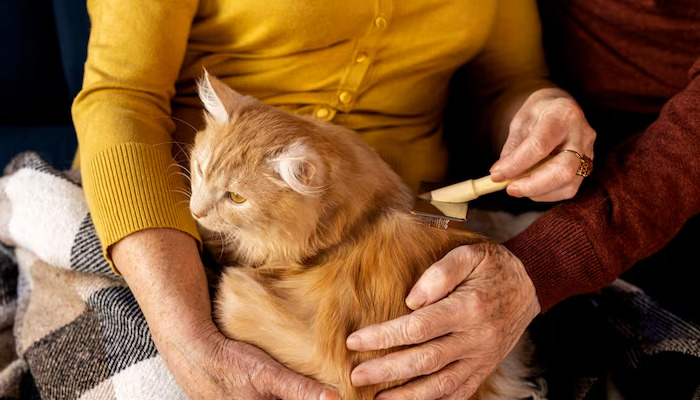 Can FIP Come Back After Treatment Ends