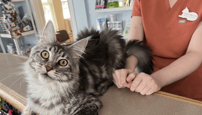 What to do if a cat with FIP refuses to eat