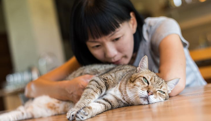 Can Cats Have FIP Without a Swollen Belly