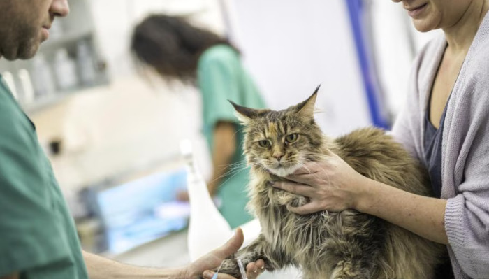 Can FIP in Cats Be Cured