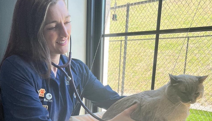 Cat Fever And FIP Symptoms