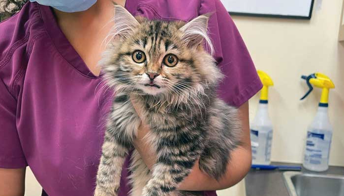 What to do if a cat gets FIP