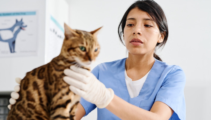 What To Expect During The First Week Of FIP Treatment