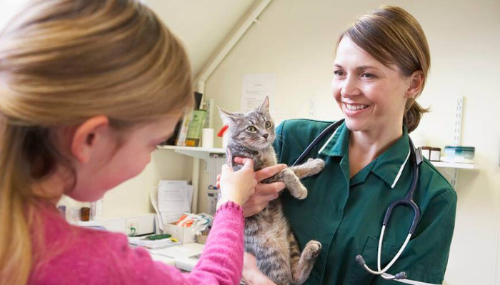 Practical Tips For Supporting Cats With FIP At Home