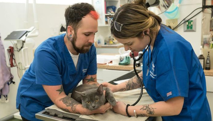 FIP treatment options without injections