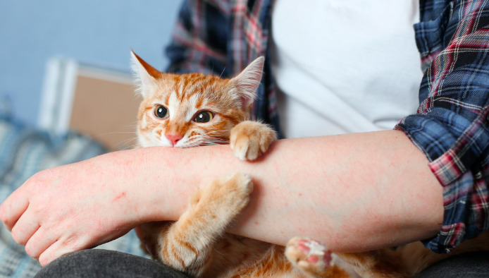 Are Injections Safe for Cats With FIP