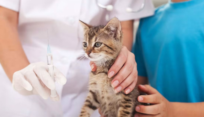 Why Consistency Is Important in FIP Medi