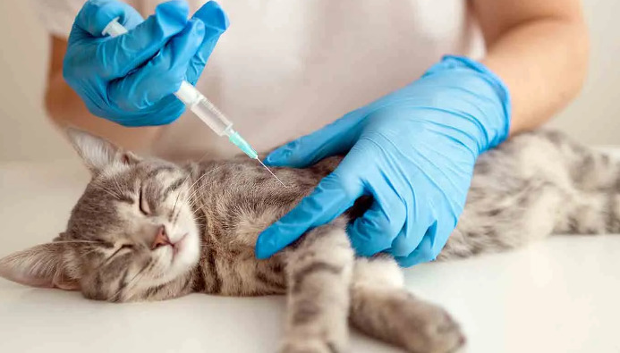 Which Is More Serious Wet or Dry Feline Infectious Peritonitis (FIP)
