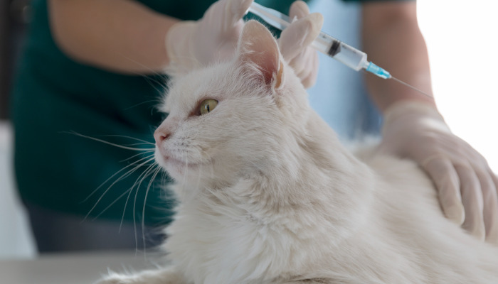 Can One Treatment Plan Work for All Types of FIP