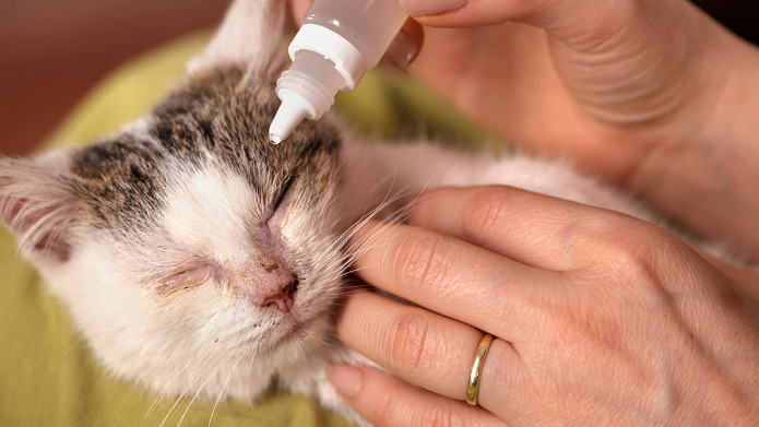 Does FIP Cause Neurological Symptoms in Cats