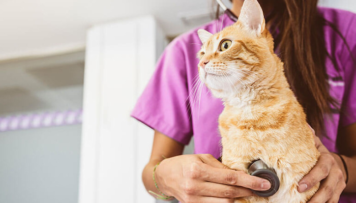 Preventive Measures for FIP