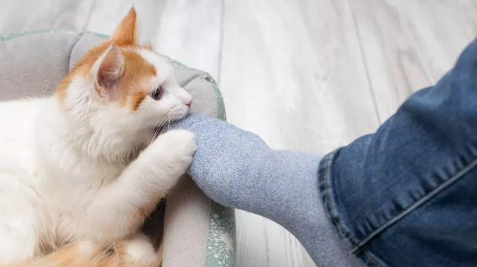 Practical Daily Care Tips to Reduce the Risk of FIP in Cats