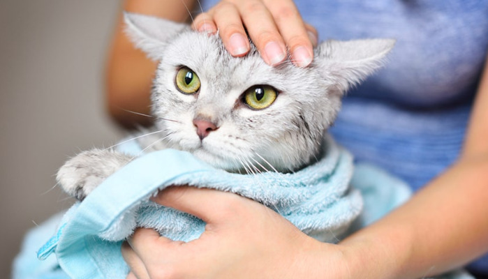 How Long Can a Cat With FIP Wait Before Starting Medication