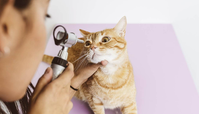 Can FIP Cause Anemia in Cats