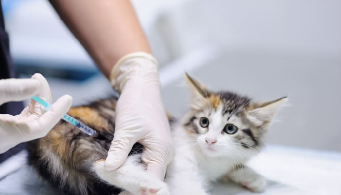 When to See a Vet for Suspected FIP Symptoms