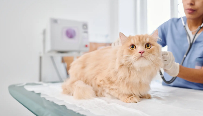 Is Lethargy an Early Sign of FIP in Cats