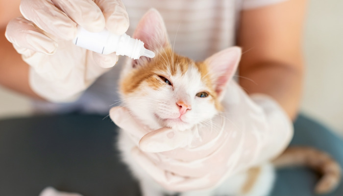How to Monitor Your Cat’s Condition During FIP Treatment