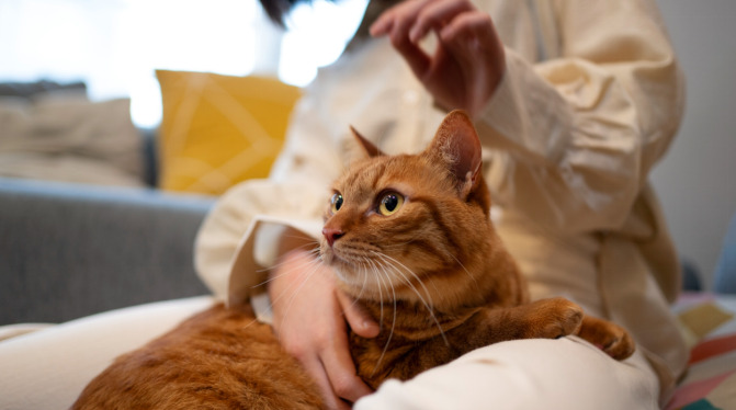 Is FIP More Noticeable in Kittens