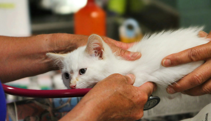 What Are the Effective Medications for FIP