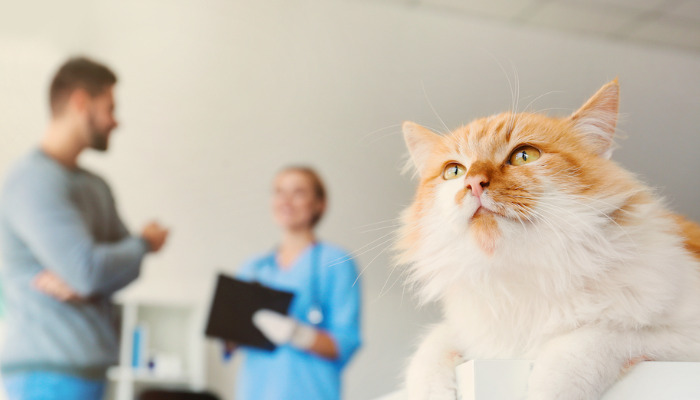 Why Are Early FIP Symptoms Often Overlooked