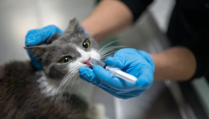 What Are the Early Warning Signs Before FIP Is Confirmed