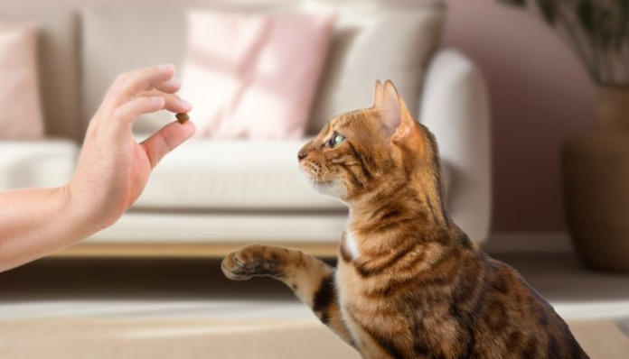 Does Missing One Dose Affect FIP Treatment Success