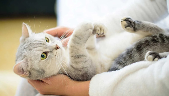 Is Dry FIP Treated Differently From Wet FIP