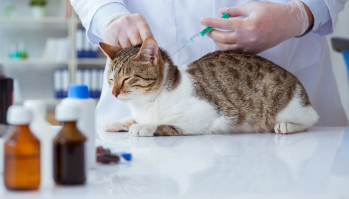 Is FIP a Disease That Develops Suddenly