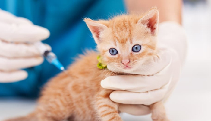 Is FIP Hard to Diagnose Based on Symptoms Alone