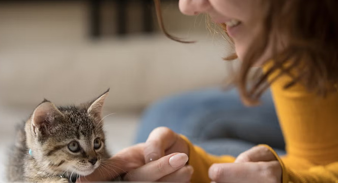 FIP Treatment Before And After
