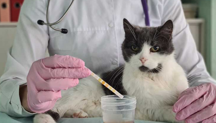 What Should Owners Focus on Most When Preventing FIP