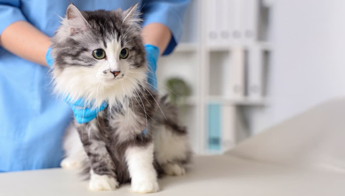 What Treatment Options Are Available for FIP Today