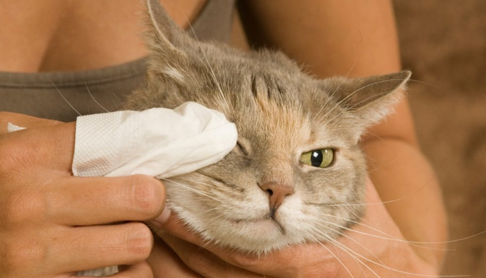 When Can a Cat Be Spayed or Neutered After FIP Treatment