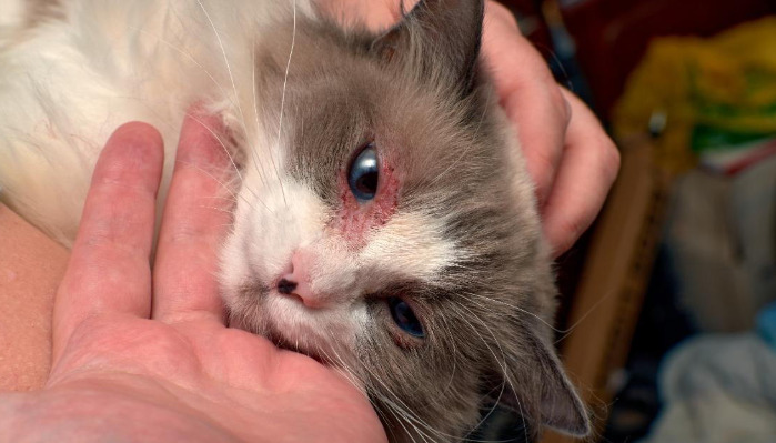 Does a Positive Coronavirus Test Mean a Cat Has FIP