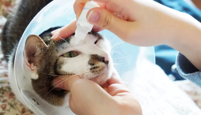 Is Dry FIP Harder to Detect Than Wet FIP